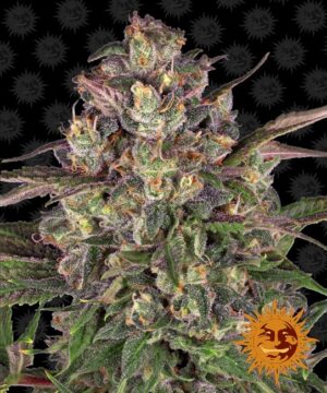 Peyote Critical Feminized Seeds - Barney's Farm