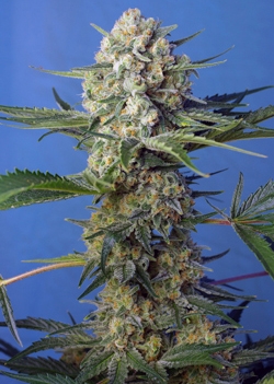 Crystal Candy F1 Fast Version Feminized Seeds - Sweet Seeds