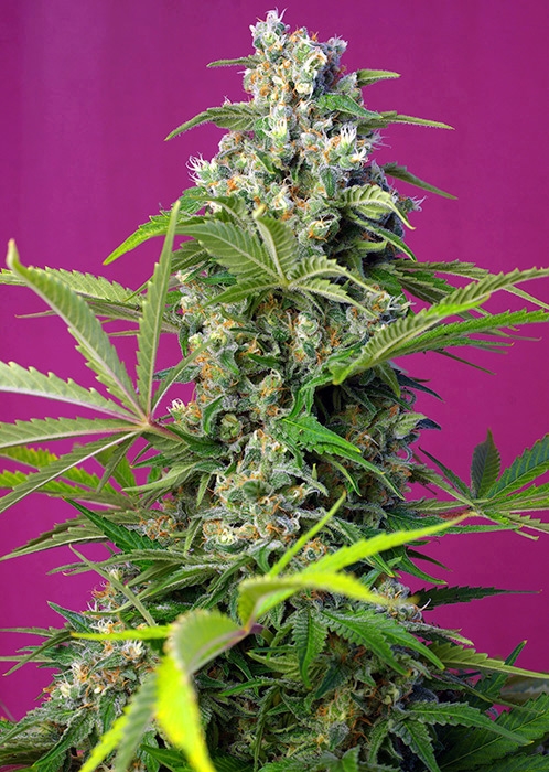 Gorilla Girl Feminized Seeds - Sweet Seeds