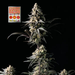 Strawberry Banana Grape Feminized Seeds - Seedsman