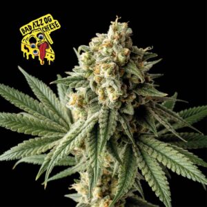 Badazz OG Cheese Feminized Seeds - Seedsman