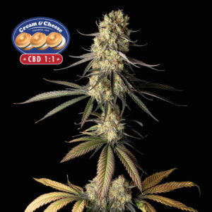 Cream & Cheese CBD 1:1 Feminized Seeds - Seedsman