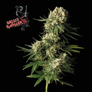 Bruce Banger Feminized Seeds - Seedsman