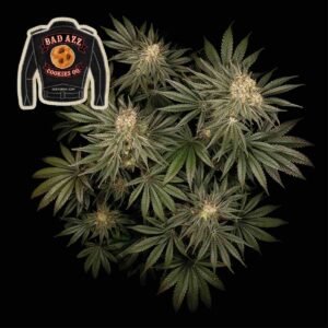 Badazz Cookies OG Feminized Seeds - Seedsman