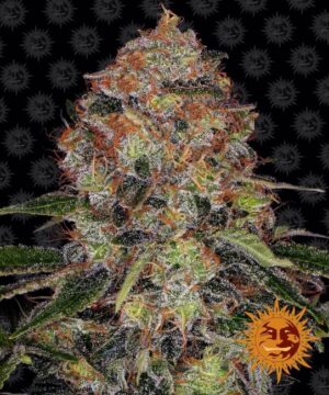 Shiskaberry Feminized Seeds - Barney's Farm