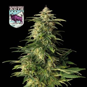 Alaskan Purple Auto Feminized Seeds - Seedsman