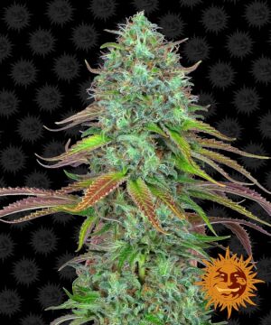 LSD Auto Feminized Seeds - Barney's Farm