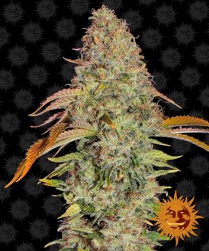 Zkittlez OG Auto Feminized Seeds - Barney's Farm