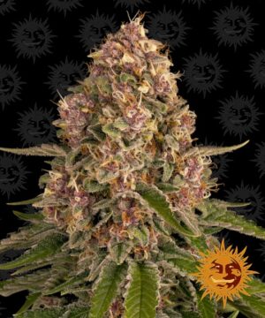 Pink Kush Feminized Seeds - Barney's Farm