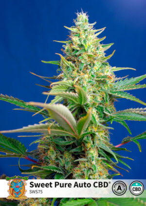 Sweet Pure CBD Auto Feminized Seeds - Sweet Seeds