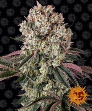 Glookies Feminized Seeds - Barney's Farm