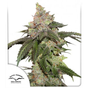 Kerosene Krash Feminized Seeds - Dutch Passion