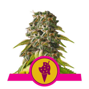 Cookies Gelato Feminized Seeds - Royal Queen Seeds
