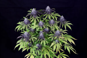 Peyote Wi-Fi CBD 2:1 Feminized Seeds - Seedsman