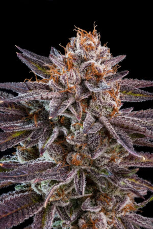 OMG Feminized Seeds - Ripper Seeds