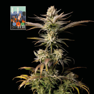L.A. Peyote Kush Feminized Seeds - Seedsman