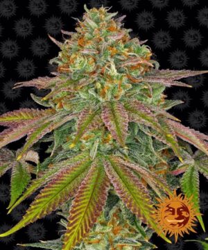 Wedding Cake Feminized Seeds - Barney's Farm
