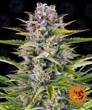 Gorilla Zkittlez Auto Feminized Seeds - Barney's Farm