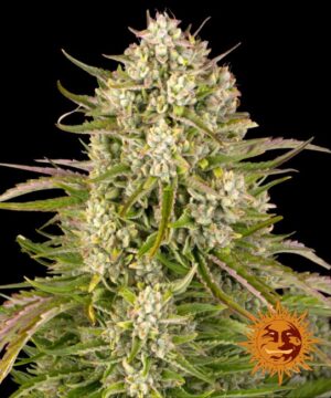 Wedding Cake Auto Feminized Seeds - Barney's Farm