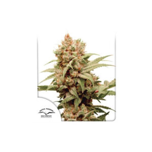 CBG-Force Feminized Seeds - Dutch Passion