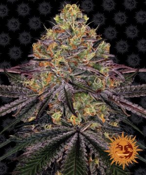 Watermelon Zkittlez Feminized Seeds - Barney's Farm