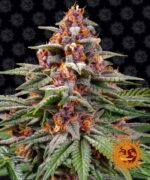 150132_2194279_pimcore_1_4