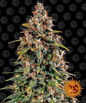 Watermelon Zkittlez Auto Feminized Seeds - Barney's Farm