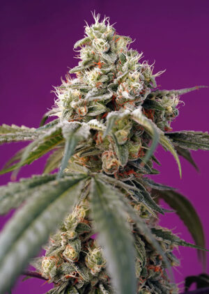 Bruce Banner Auto Feminized Seeds - Sweet Seeds