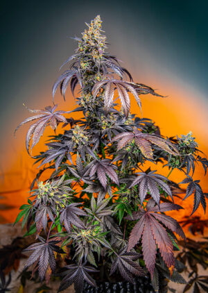 Red Gorilla Girl XL Auto Feminized Seeds - Sweet Seeds