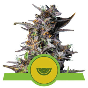 Watermelon Auto Feminized Seeds - Royal Queen Seeds
