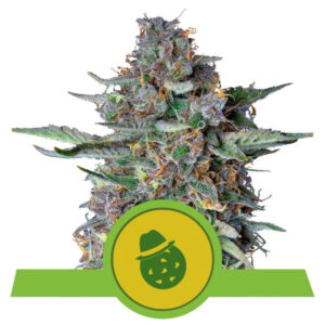 Do-Si-Dos Auto Feminized Seeds - Royal Queen Seeds