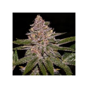 Radical Juice Feminized Seeds - Ripper Seeds