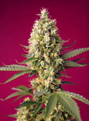 Skywalker OG Runtz XL Auto Feminized Seeds - Sweet Seeds