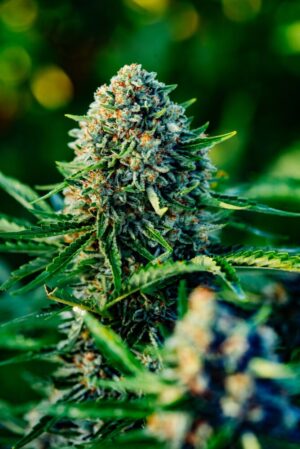 Gummibears Auto Feminized Seeds - Atlas Seed