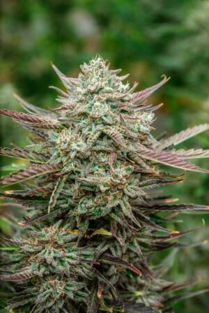 Face Fat Auto Feminized Seeds - Atlas Seed
