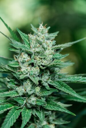 Papa Smurf FAST Feminized Seeds - Atlas Seed