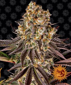 Gelato 45 Feminized Seeds - Barney's Farm
