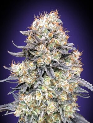 Purple Punch Auto Feminized Seeds - 00 Seeds