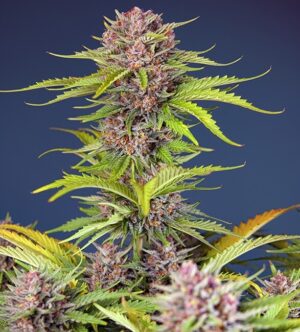 Mimosa Bruce Banner XL Auto Feminized Seeds - Sweet Seeds