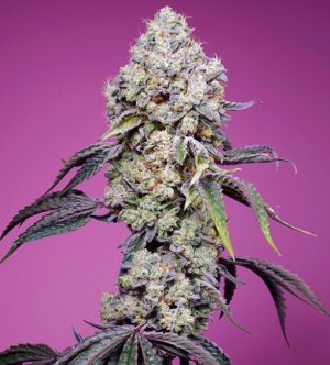 Sweet Mandarine Zkittlez F1 Fast Version Feminized Seeds - Sweet Seeds