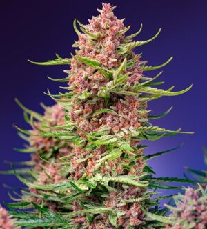 Strawberry Cola Sherbet F1 Fast Version Feminized Seeds - Sweet Seeds