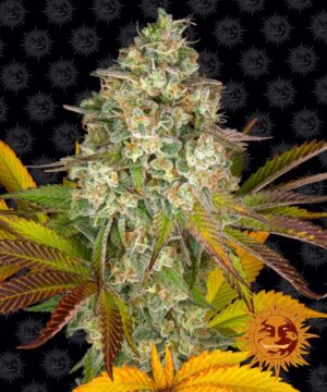 Cookies Kush Auto Feminized Seeds - Barney's Farm