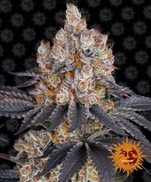 Gelato Feminized Seeds - Barney's Farm