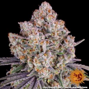 Ice Cream Cake Feminized Seeds - Barney's Farm