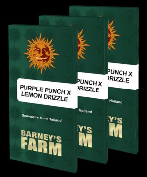 Purple Punch x Lemon Drizzle Feminized Seeds - Barney's Farm