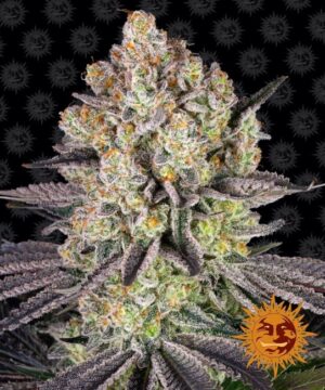 Runtz Feminized Seeds - Barney's Farm