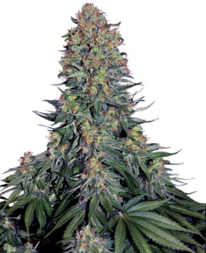 Blue Skunk Feminized Seeds - Sensi Seeds