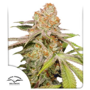 Mac #1 Auto Feminized Seeds - Dutch Passion