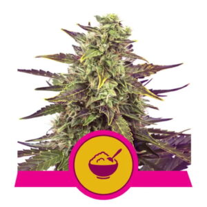 Cereal Milk Feminized Seeds - Royal Queen Seeds