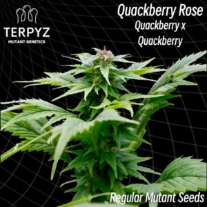 Quackberry Rose Regular Seeds - TerpyZ Mutant Genetics